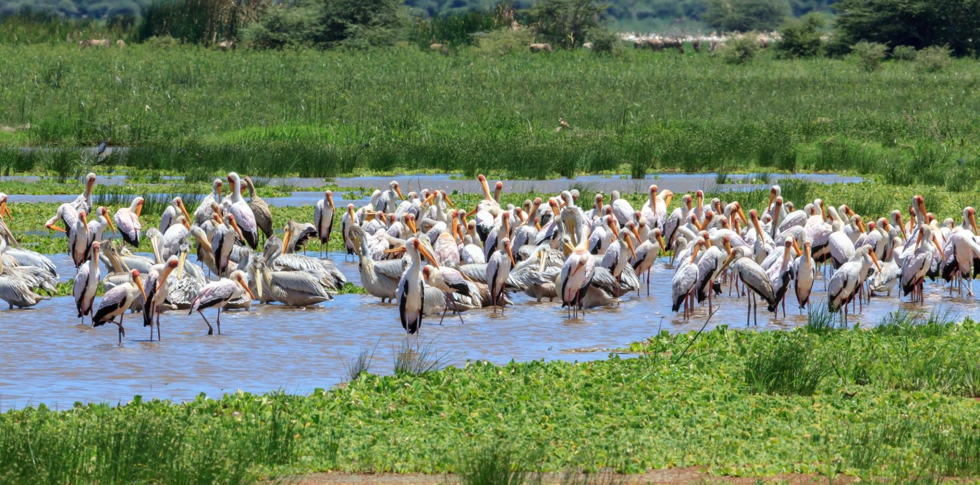 Lake Manyara