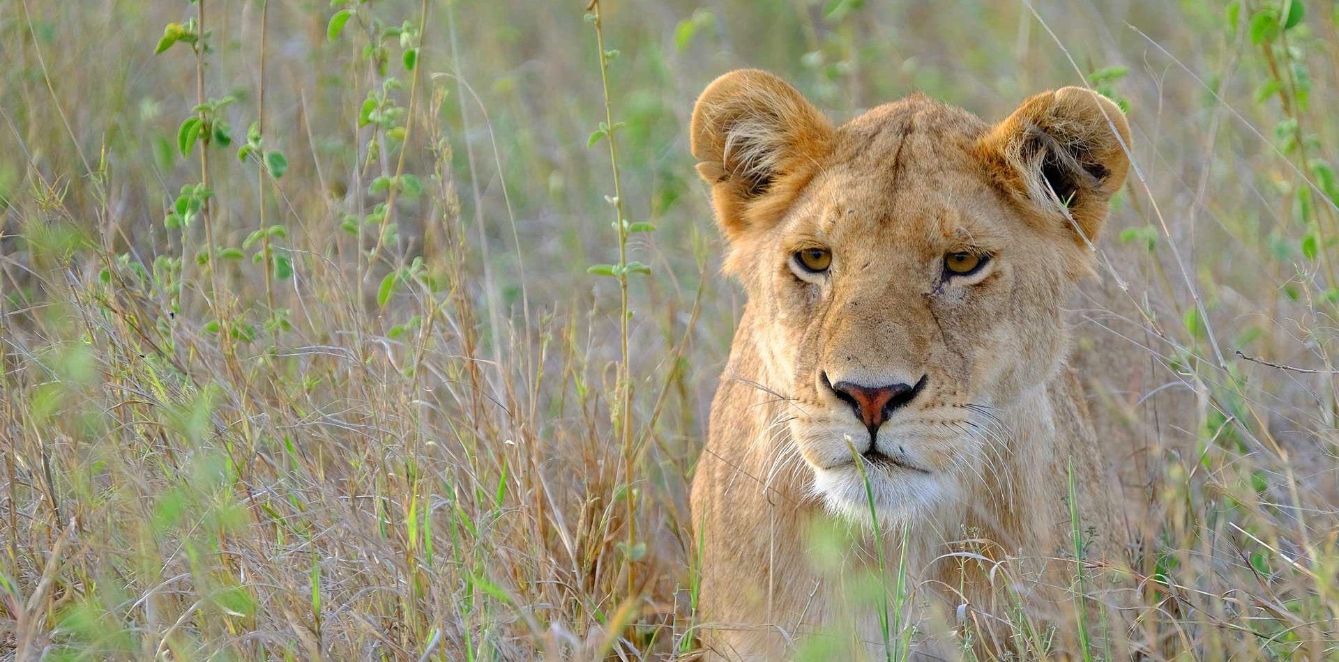 Ngorongoro Crater