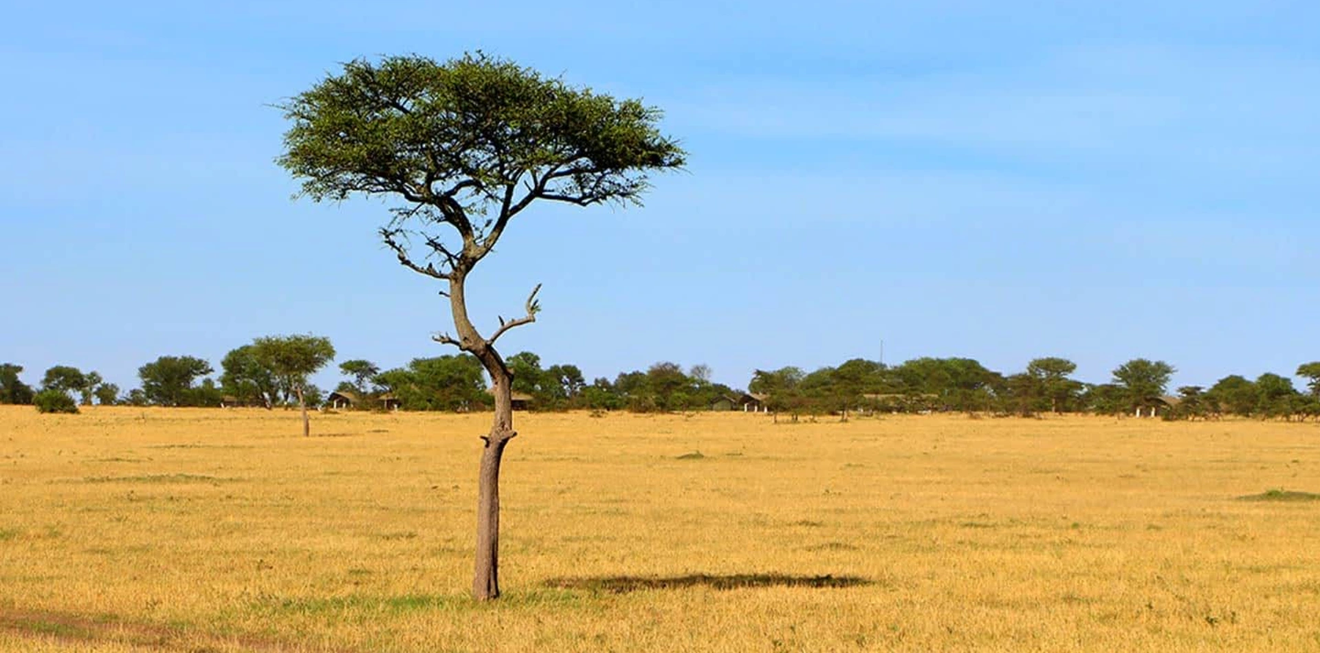 Serengeti Plain