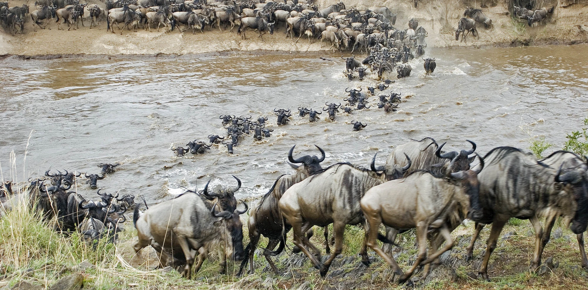 Northern Serengeti Mara River Crossings