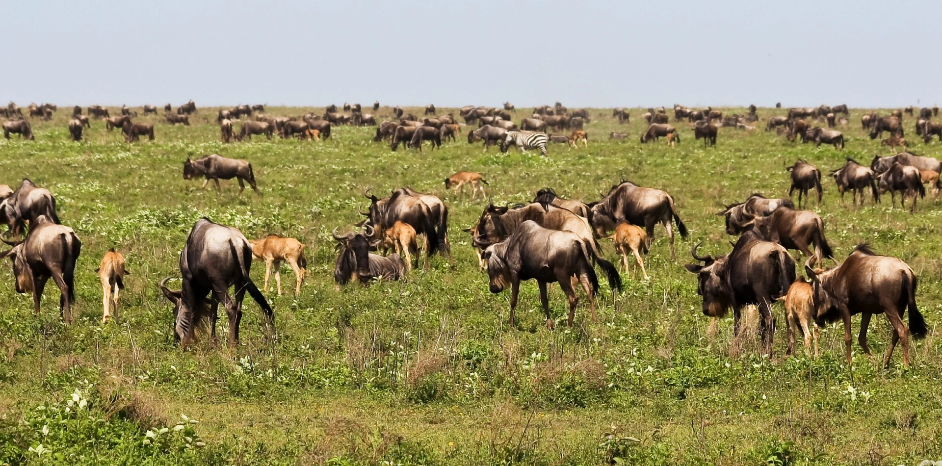 Northern Serengeti