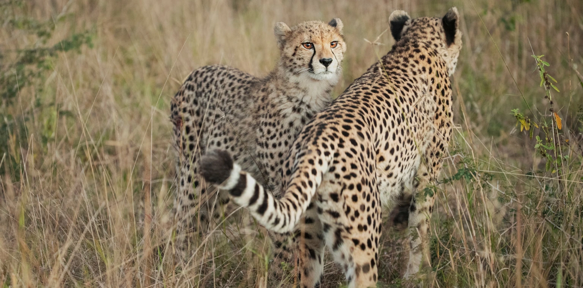 Central Serengeti – Big Cats