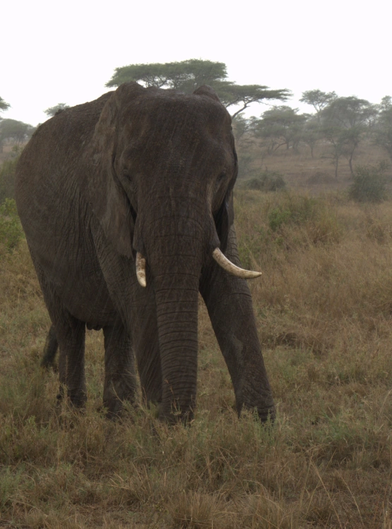 Ngorongoro Crater