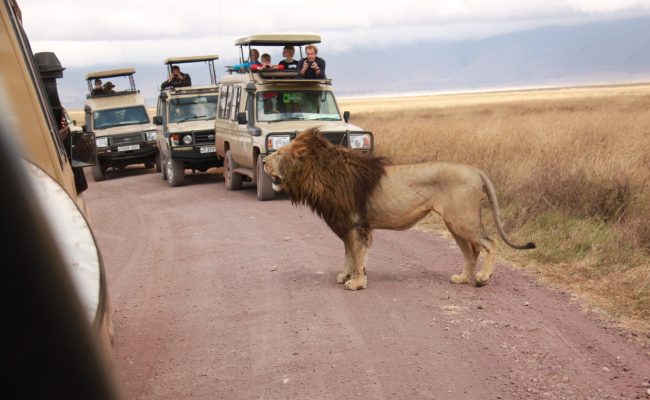 Day trip Tanzania safari