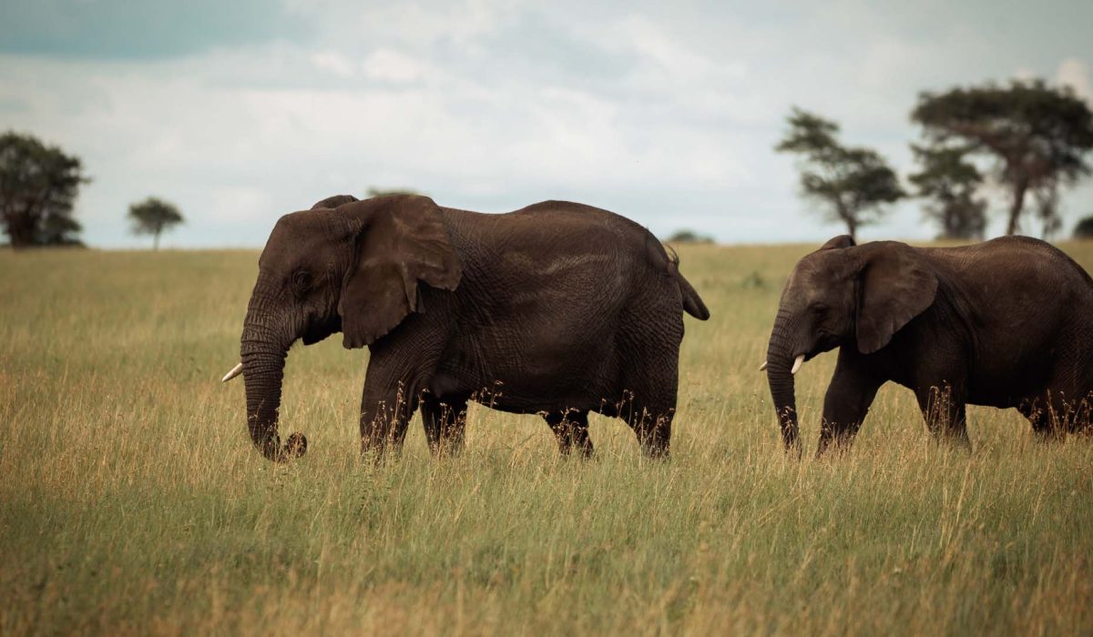 Best Tanzania Safari Specialist